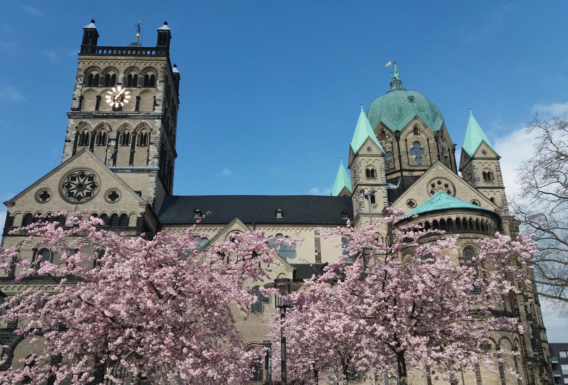 Quirinus-Münster in Neuss mit blühenden Kirschbäumen